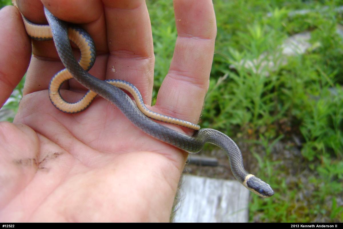 Northern Ring-necked Snake