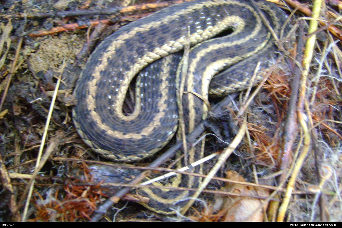 Eastern Gartersnake