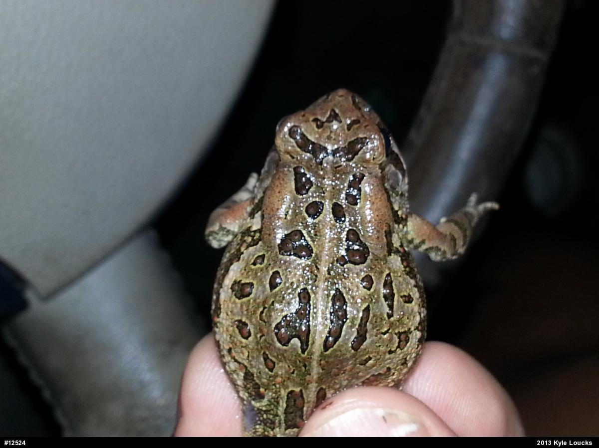 Fowler's Toad