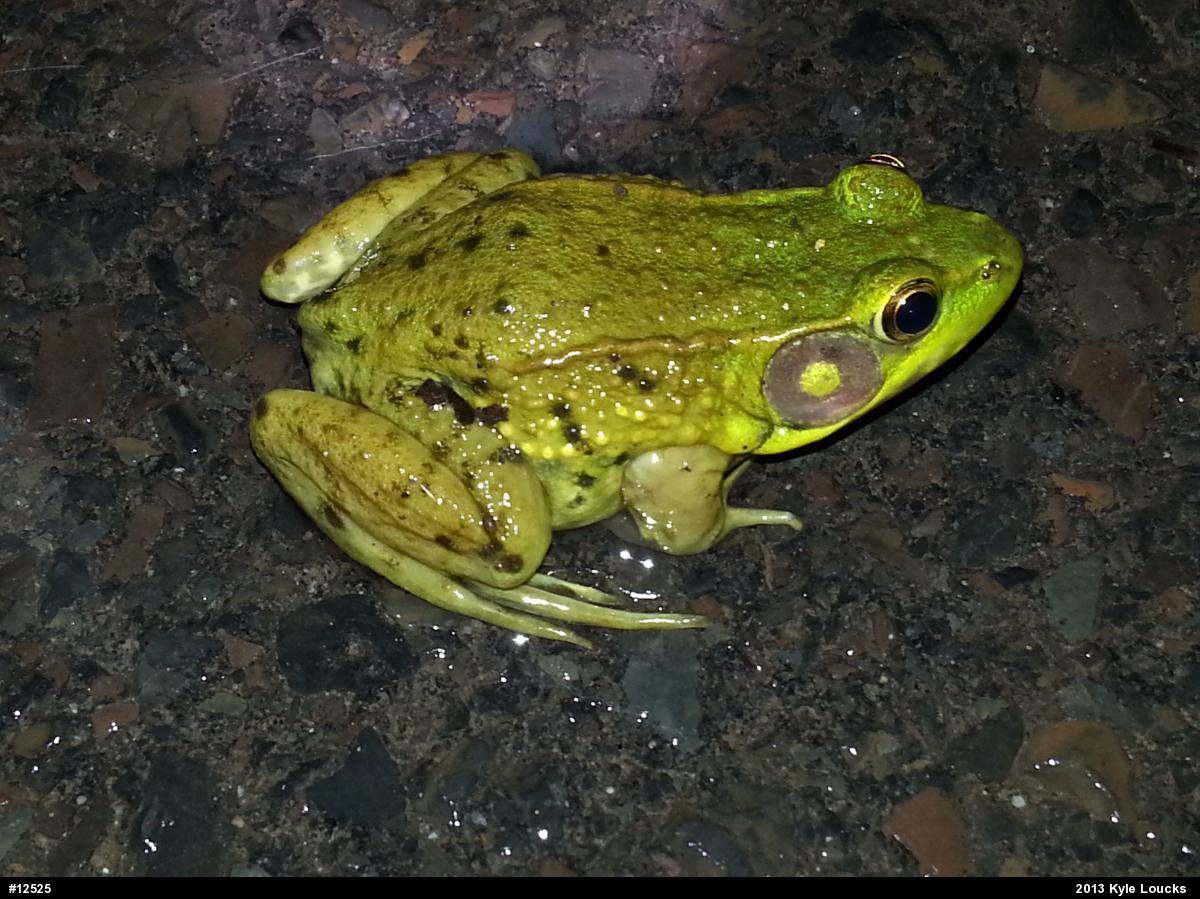 Green Frog