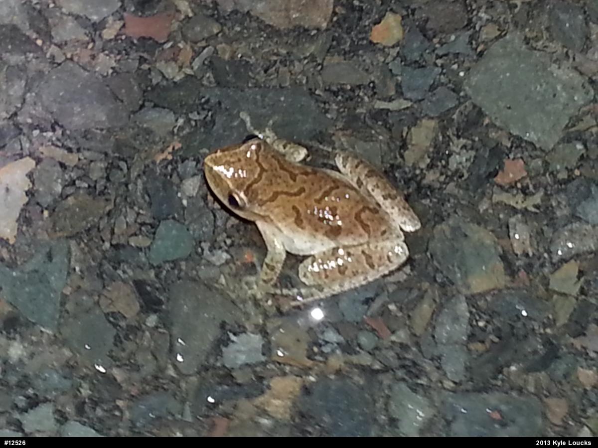 Spring Peeper