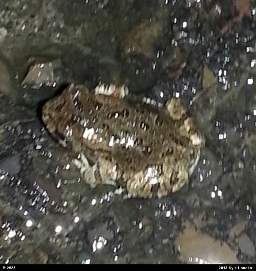 True Toads