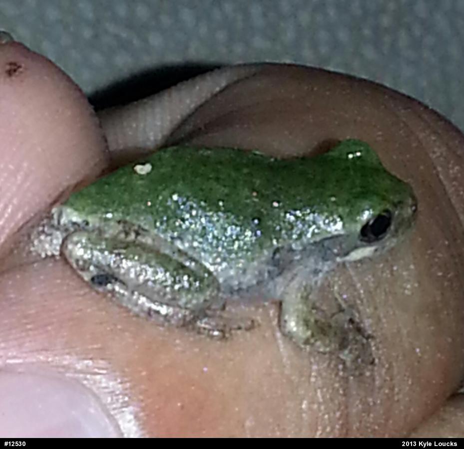 Gray Treefrog