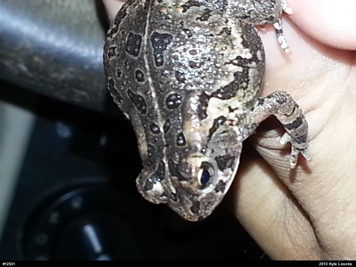 Fowler's Toad