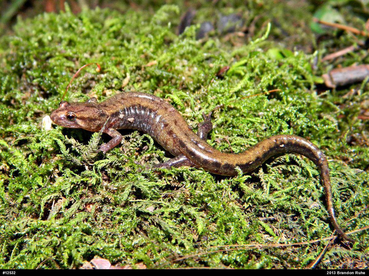 Allegheny Mountain Dusky Salamander