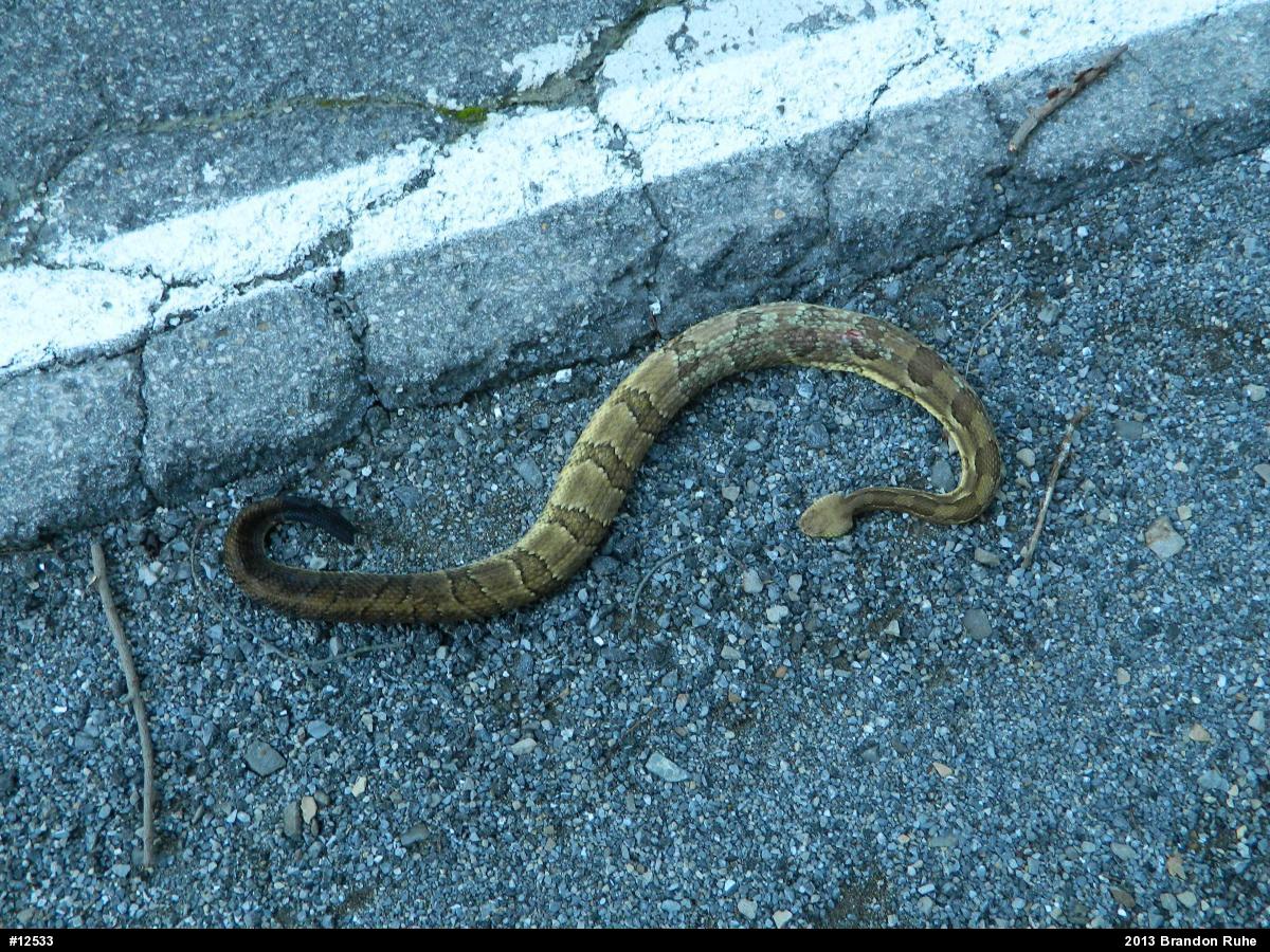 Timber Rattlesnake