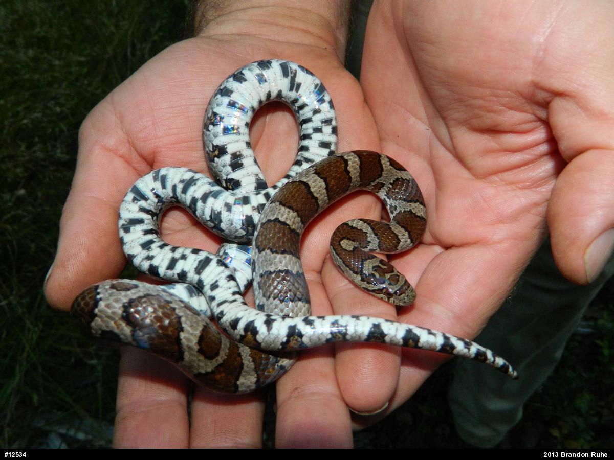 Eastern Milksnake