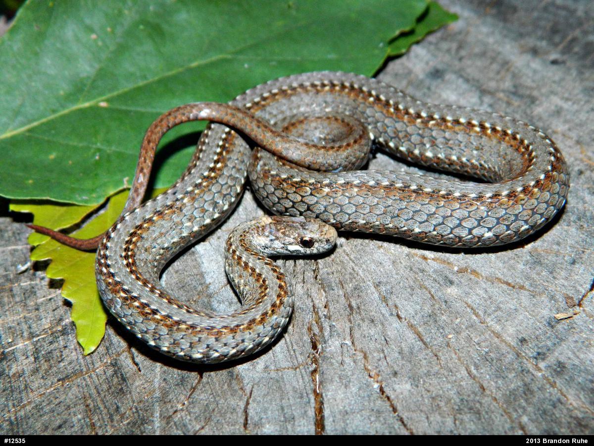 Red-bellied Snake