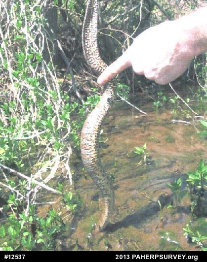 Northern Watersnake