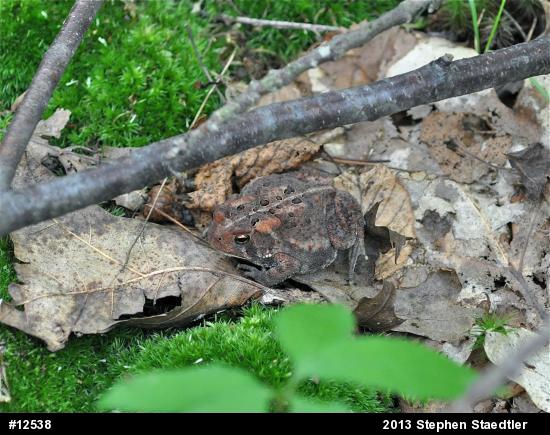 Eastern American Toad