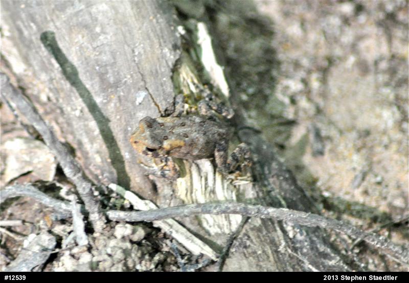 Eastern American Toad