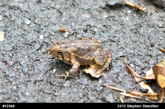 Eastern American Toad