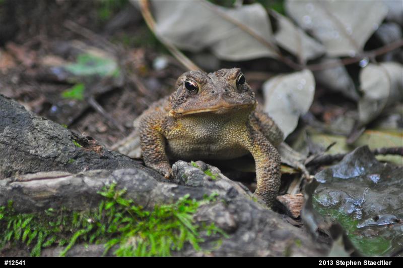 Eastern American Toad