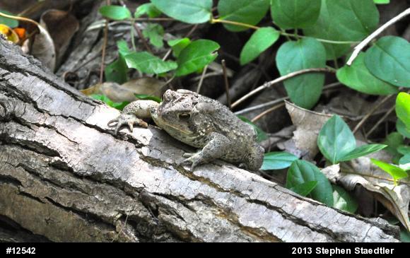 Eastern American Toad
