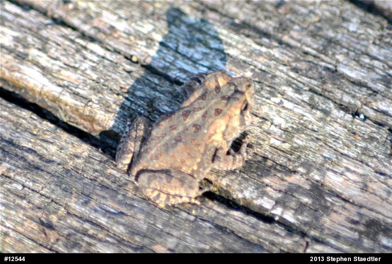 Fowler's Toad