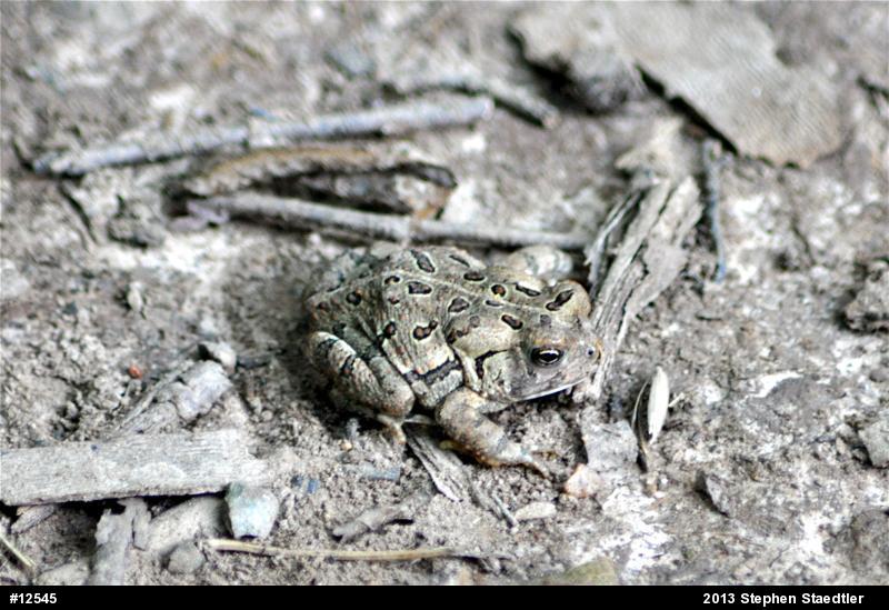 Fowler's Toad