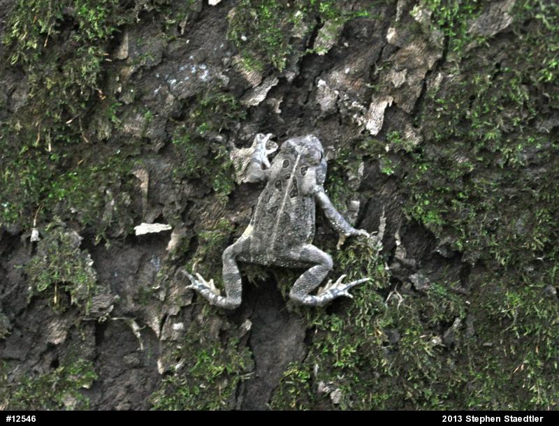 Fowler's Toad