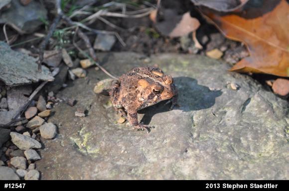 Eastern American Toad