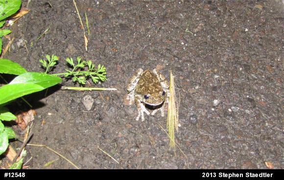 Gray Treefrog