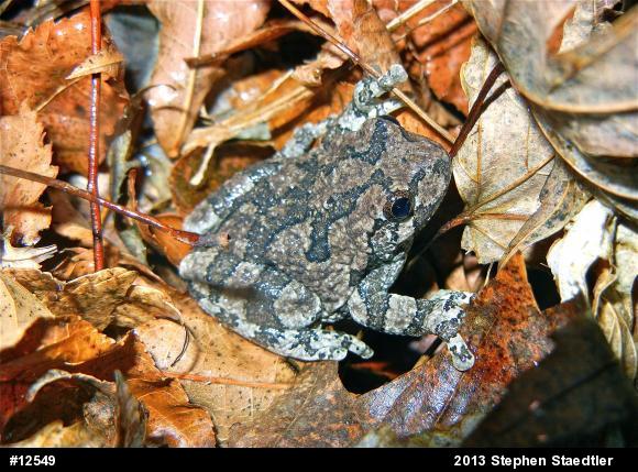 Gray Treefrog