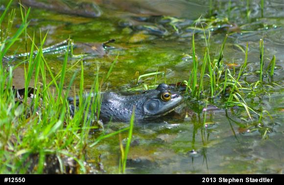 American Bullfrog