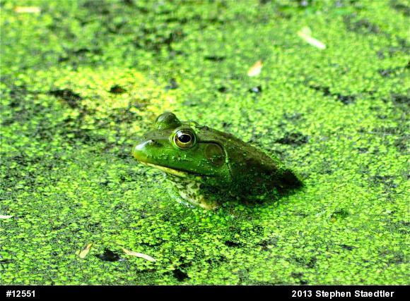 American Bullfrog