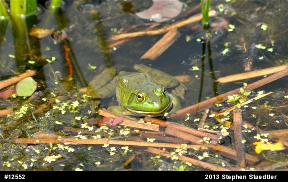 American Bullfrog