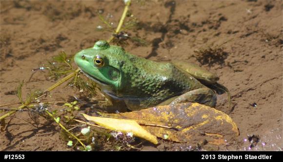 American Bullfrog