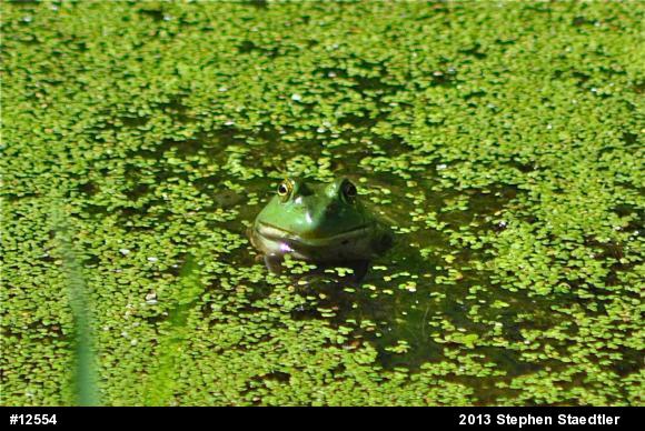 American Bullfrog