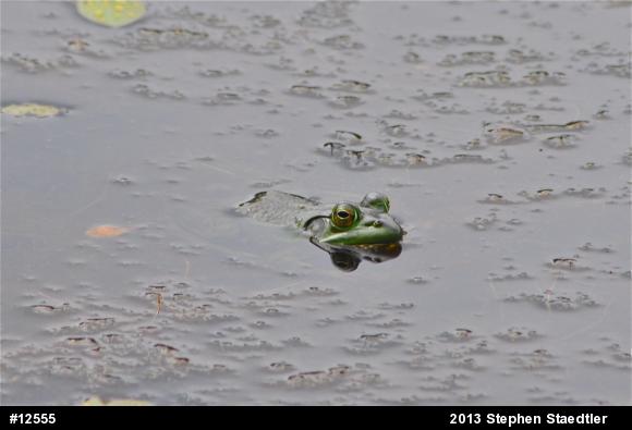 American Bullfrog