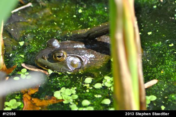 American Bullfrog