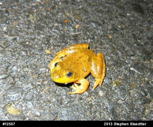 American Bullfrog