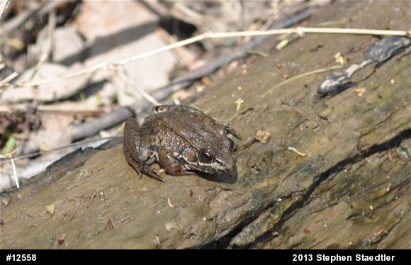 Green Frog