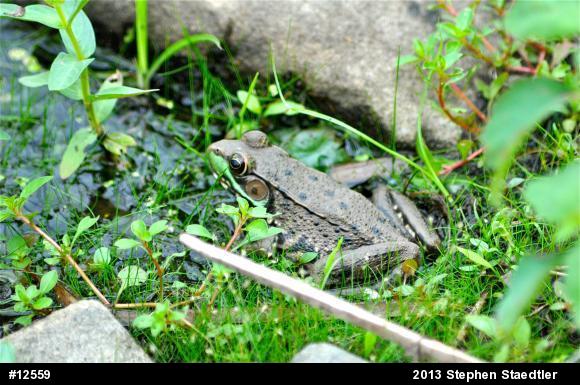 Green Frog