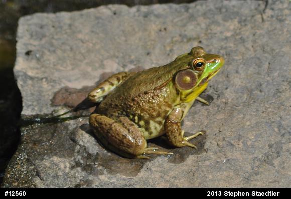 Green Frog