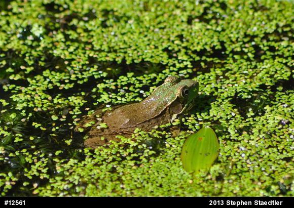 Green Frog