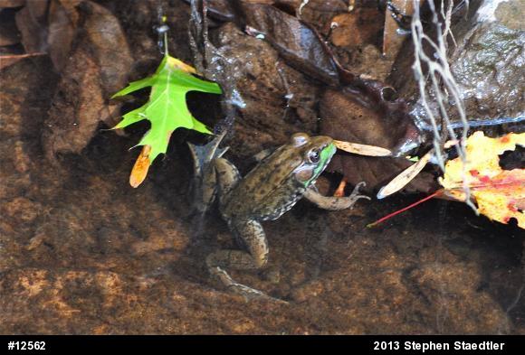Green Frog