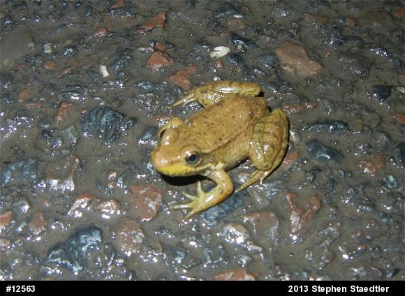 Green Frog