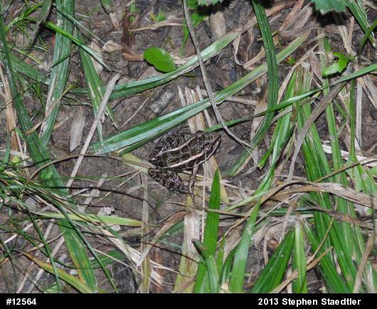 Pickerel Frog