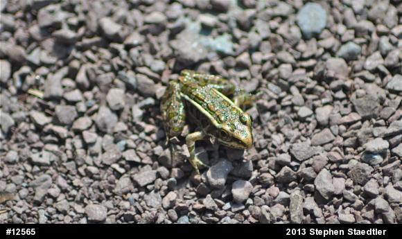 Pickerel Frog
