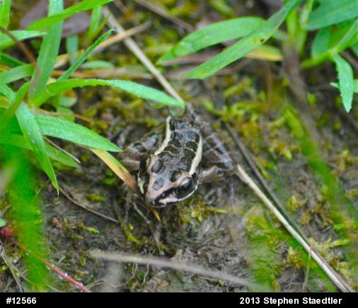 Pickerel Frog