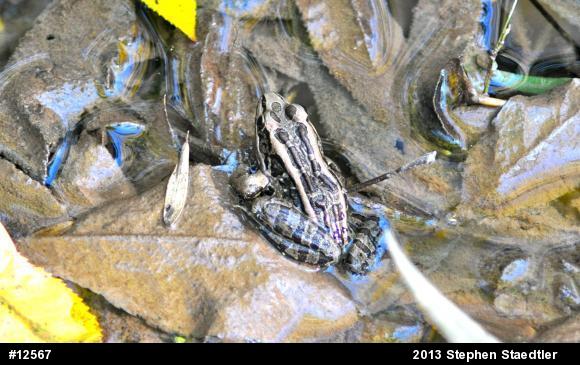 Pickerel Frog