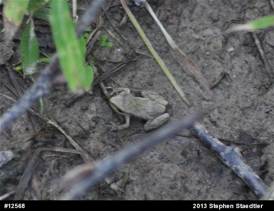 Spring Peeper