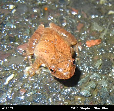 Spring Peeper