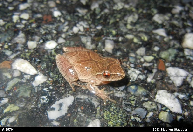 Spring Peeper