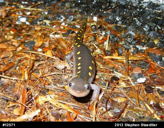 Spotted Salamander