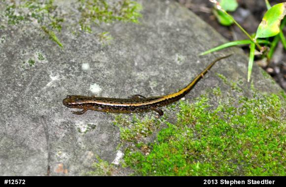 Northern Two-lined Salamander