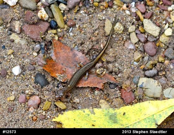 Northern Two-lined Salamander