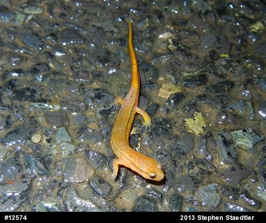 Northern Two-lined Salamander