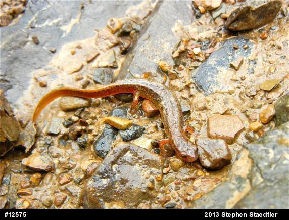 Northern Two-lined Salamander